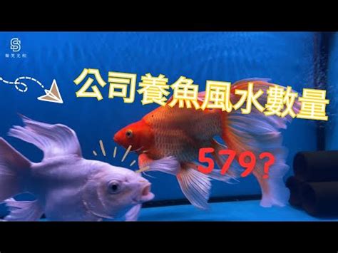 招財魚數量|養魚的數目與魚缸的講究